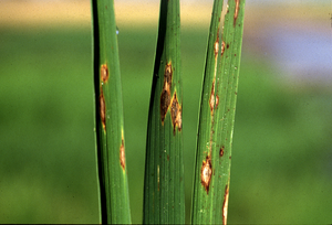 uploads/images/disease/blast disease of rice.png